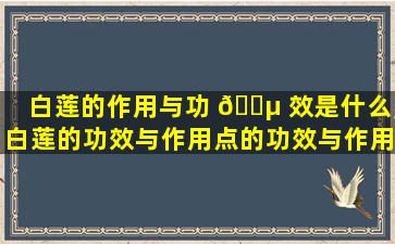 白莲的作用与功 🐵 效是什么,白莲的功效与作用点的功效与作用
